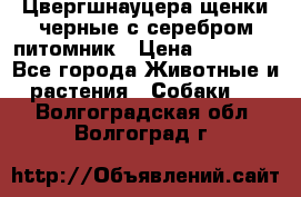 Цвергшнауцера щенки черные с серебром питомник › Цена ­ 30 000 - Все города Животные и растения » Собаки   . Волгоградская обл.,Волгоград г.